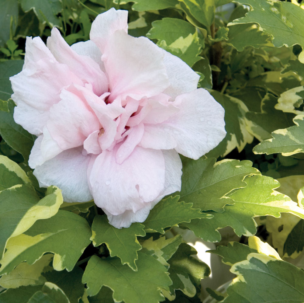 Sugar Tip® Rose of Sharon (HIBISCUS S. SUGAR TIP) - 3 gallon 18&quot;