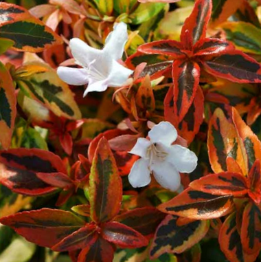 Kaleidoscope Abelia (ABELIA KALEIDOSCOPE) - 2 gallon 12&quot;