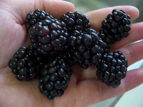 Triple Crown Thornless Blackberry (RUBUS SP. TRIPLE CROWN) - 1 gallon 10&quot;