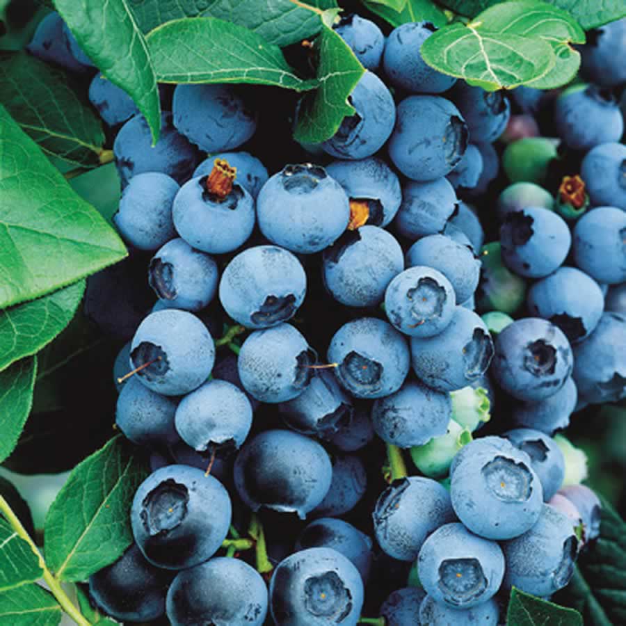 Bluecrop Highbush Blueberry (VACCINIUM BLUECROP) - 3 gallon 15&quot;