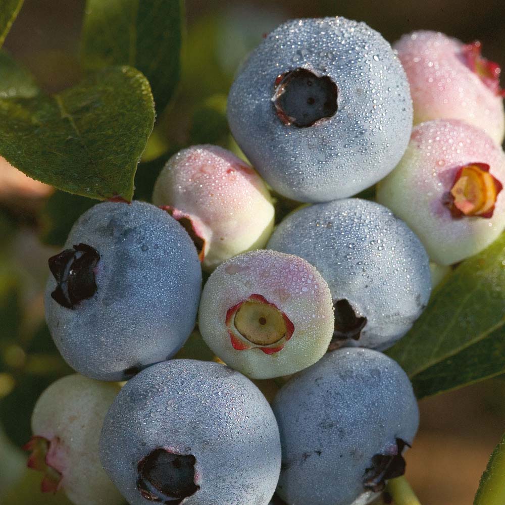 Chandler Highbush Blueberry (VACCINIUM CHANDLER) - 1 gallon 10&quot;