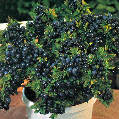 Top Hat Blueberry (VACCINIUM TOP HAT) - 1 gallon 8&quot;