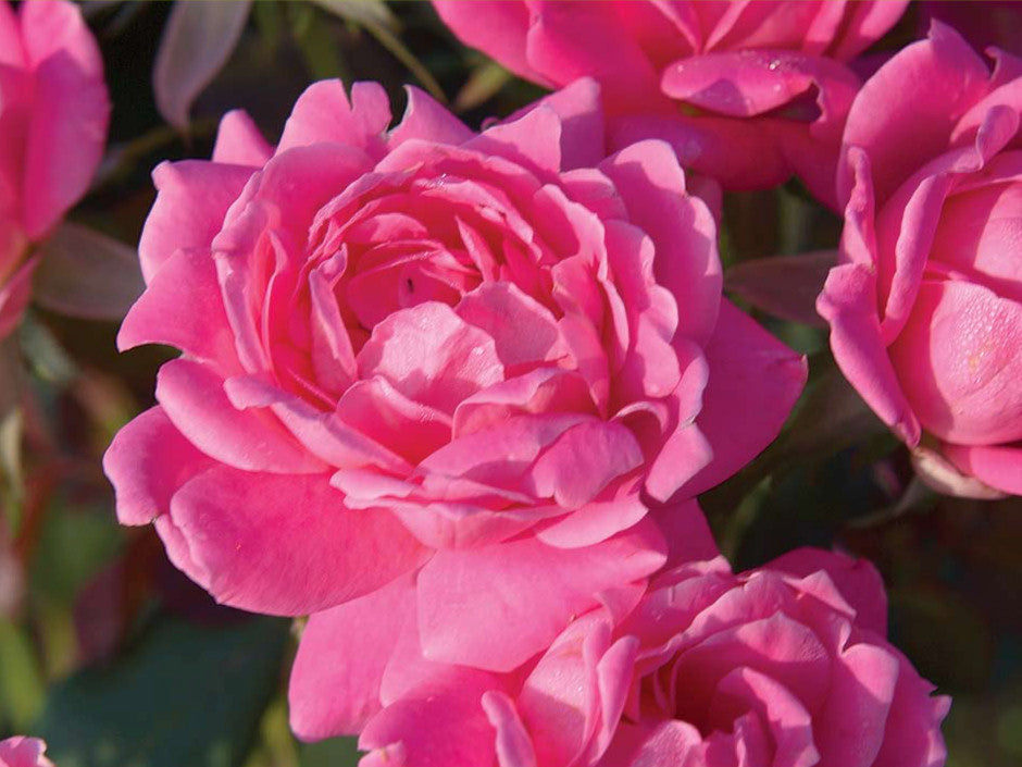 Double Pink Knock Out® Rose (ROSE K.O. DBL PINK KNOCKOUT) - 3 gallon