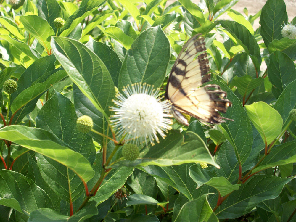 Magical® Moonlight ButtonBush (CEPHALANTHUS MAGICAL MOONLIGHT) - 3 gallon 15&quot;