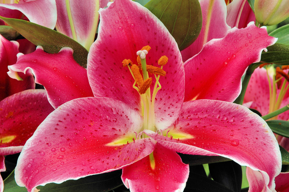 After Eight Oriental Lily (LILIUM AFTER EIGHT) - 1 gallon