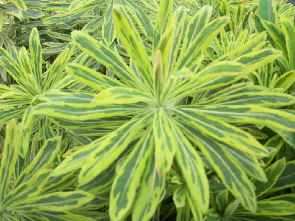 Ascot Rainbow Cushion Spurge (EUPHORBIA M. ASCOT RAINBOW) - 1 gallon