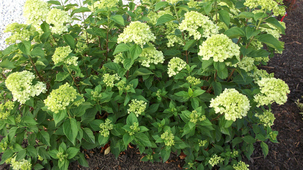 Little Lime® Panicle Hydrangea (HYDRANGEA P LITTLE LIME) - 3 gallon