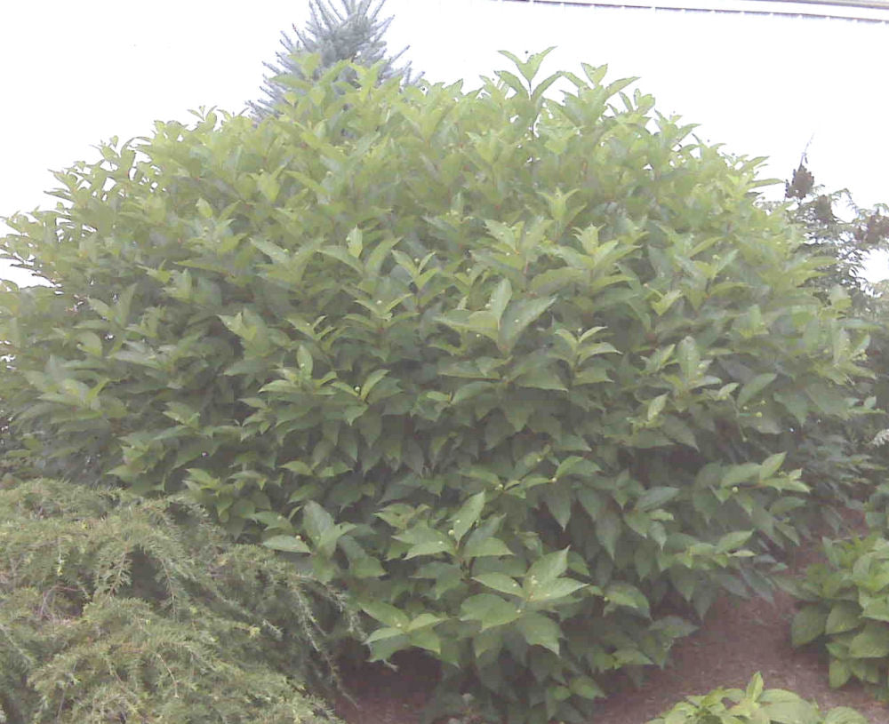 Button Bush (CEPHALANTHUS OCCIDENTALIS)