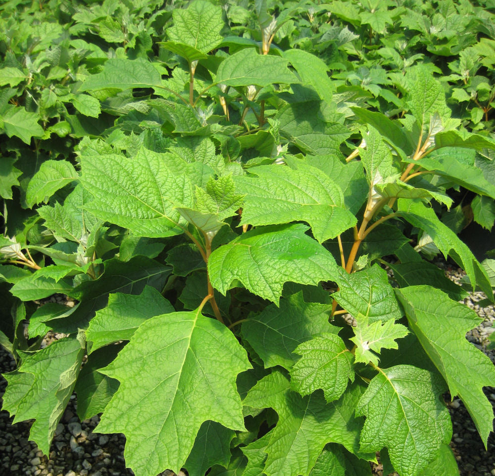 Pee Wee Oakleaf Hydrangea (HYDRANGEA QU. PEE WEE) - 2 gallon 10&quot;