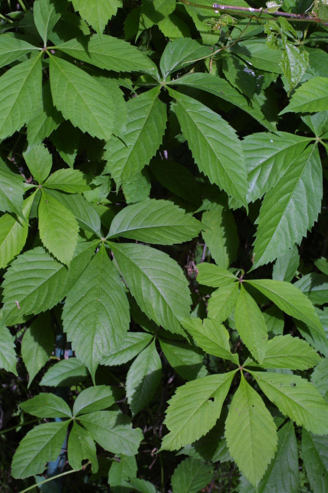 Virginia Creeper (PARTHENOCISSUS QUINQUEFOLIA) - 2 gallon 12&quot;