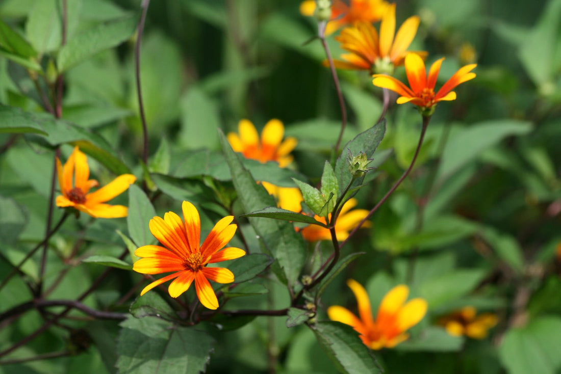Summer Nights Oxeye Daisy (HELIOPSIS H. SUMMER NIGHTS) - 2 gallon
