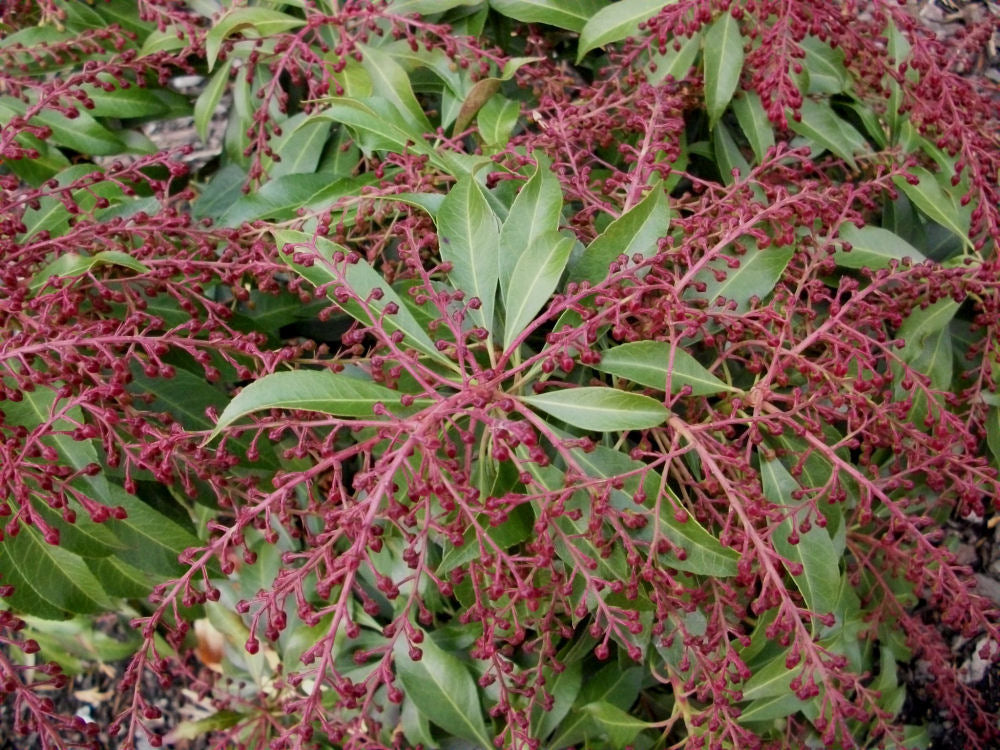 Katsura Japanese Andromeda (PIERIS JAP. KATSURA) - 3 gallon 12&quot;