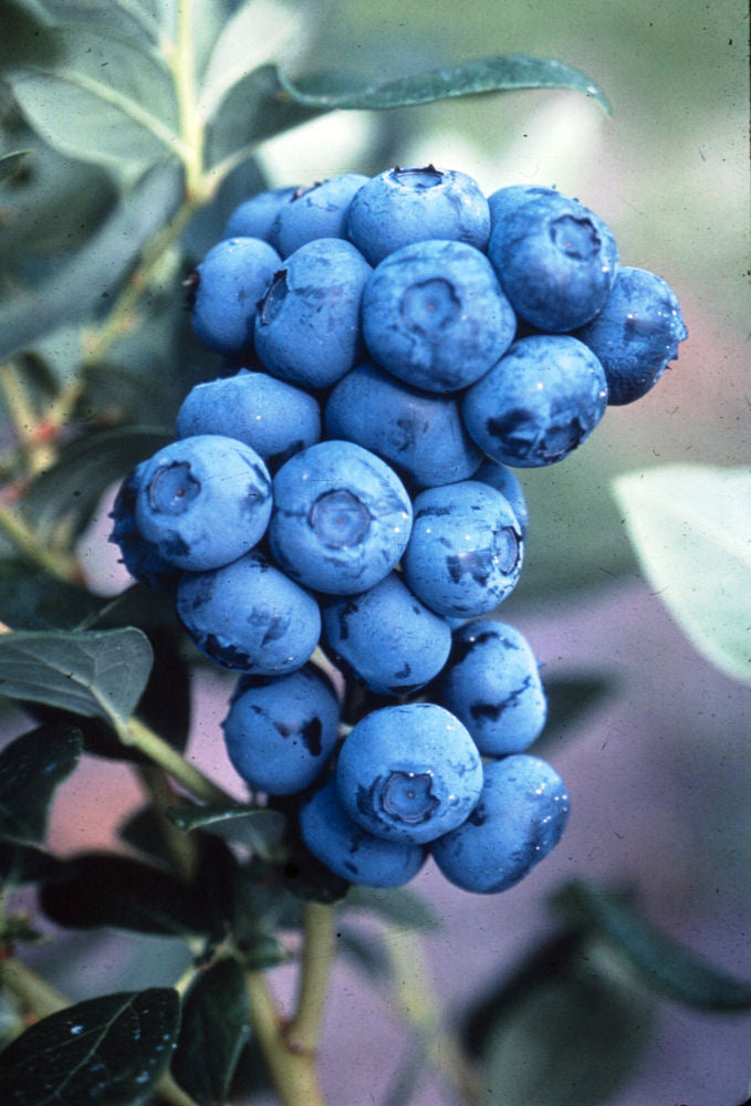 VACCINIUM &
