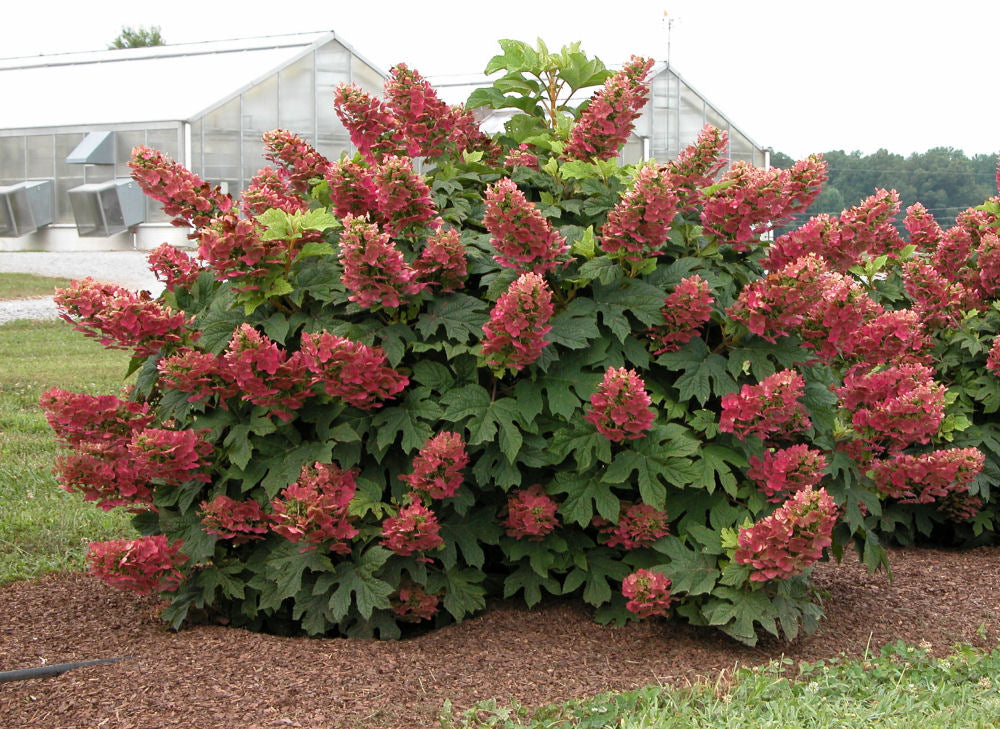 Ruby Slippers Oakleaf Hydrangea (HYDRANGEA QU. RUBY SLIPPERS) - 3 gallon 12&quot;