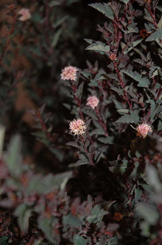 Little Devil™ Ninebark (PHYSOCARPUS O. LITTLE DEVIL) - 3 gallon 15&quot;