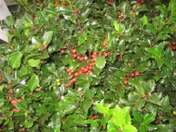 Royal Family (Blue Prince/Blue Maid) Holly (ILEX ROYAL FAMILY-PRINCE/MAID) - 3 gallon 15&quot;