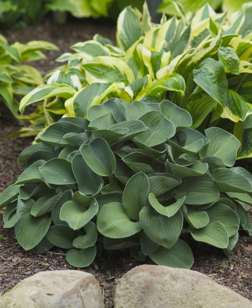Blue Mouse Ears Plantain Lily (HOSTA BLUE MOUSE EARS) - 1 gallon