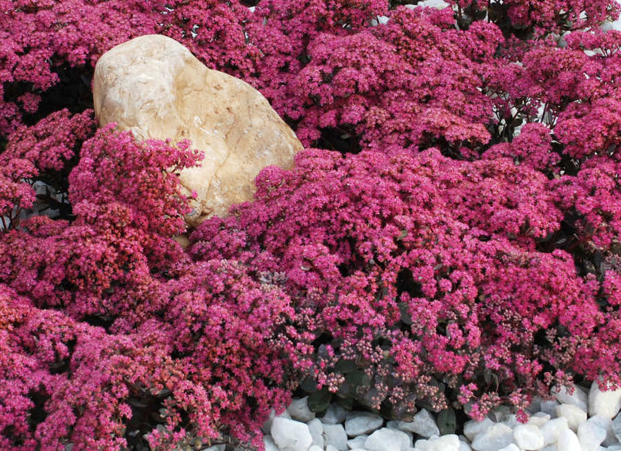 Dazzleberry Sedum (N&amp;C SEDUM DAZZLEBERRY) - 1 gallon