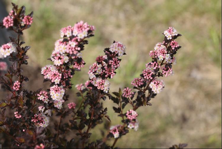 PHYSOCARPUS O. &