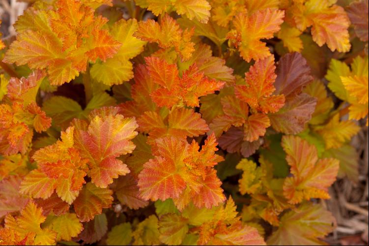 Amber Jubilee™ Ninebark (PHYSOCARPUS O. AMBER JUBILEE) - 3 gallon 15&quot;