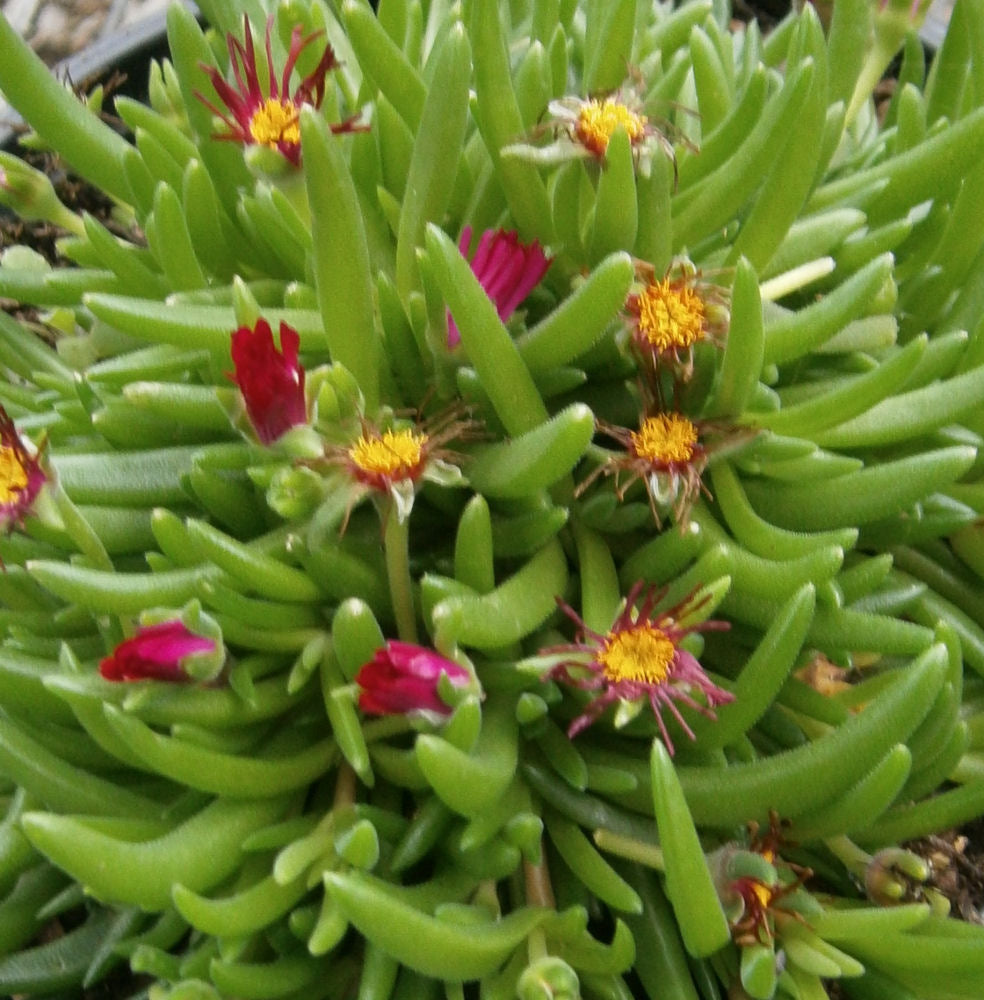 Jewel of Desert® Garnet Ice Plant (N&amp;C DELOSPERMA JEWEL DESERT GARNET) - 1 gallon