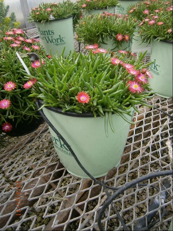 Fire Spinner® Ice Plant (N&amp;C DELOSPERMA FIRE SPINNER) - 1 gallon