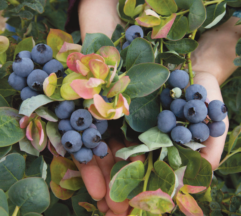 Jersey Highbush Blueberry (VACCINIUM JERSEY) - 3 gallon 15&quot;
