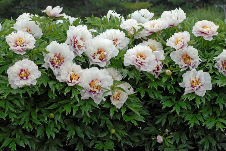 Cora Louise Itoh Peony (PAEONIA I CORA LOUISE  (PINK)) - 2 gallon