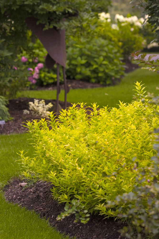 Chardonnay Pearls® Deutzia (DEUTZIA CHARDONNAY PEARLS) - 2 gallon 10&quot;