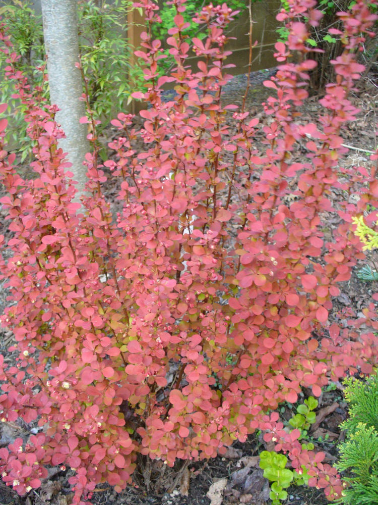 Orange Rocket Barberry (BERBERIS THUN. ORANGE ROCKET) - 2 gallon 15&quot;