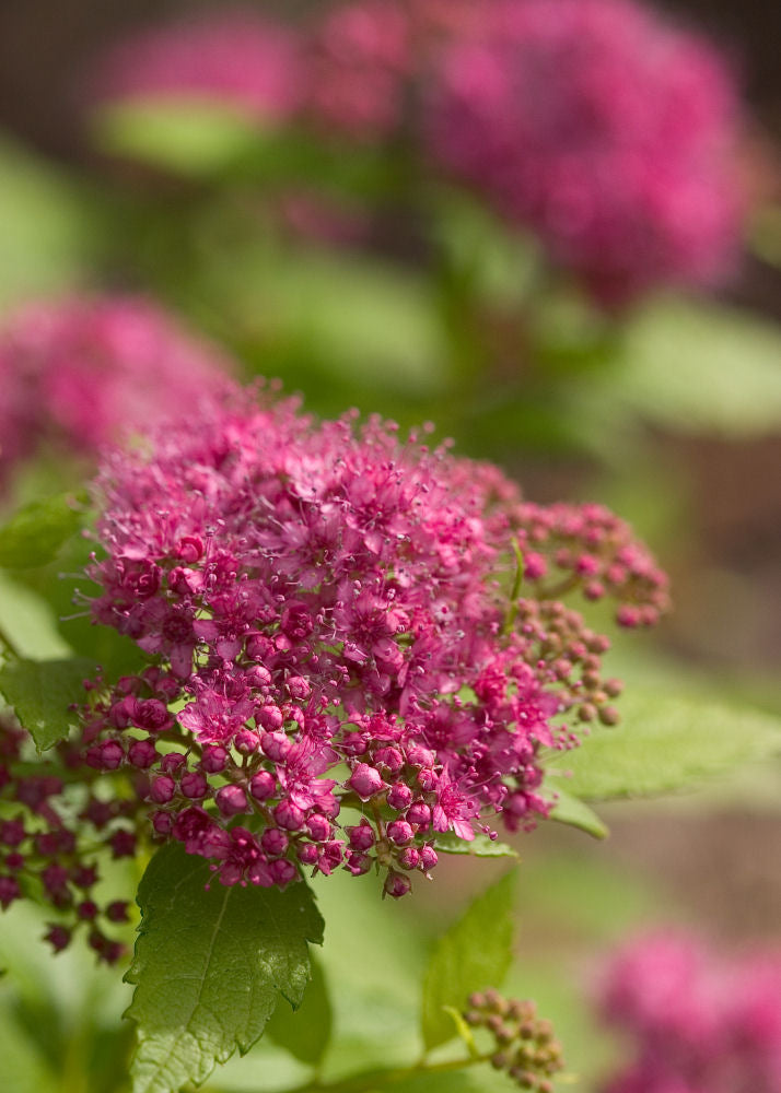 Double Play® Gold Spirea (SPIRAEA JAP. DBL PLAY® GOLD) - 2 gallon 10&quot;