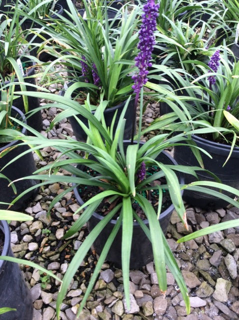 LIRIOPE M. &