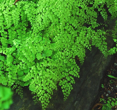 Himalayan Maidenhair Fern (FERN -HIMALAYAN MAIDENHAIR) - 1 gallon