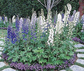 Guardian Mix Larkspur (DELPHINIUM E. GUARDIAN MIX) - 1 gallon