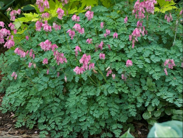 King of Hearts Bleeding Heart (DICENTRA KING OF HEARTS) - 1 gallon