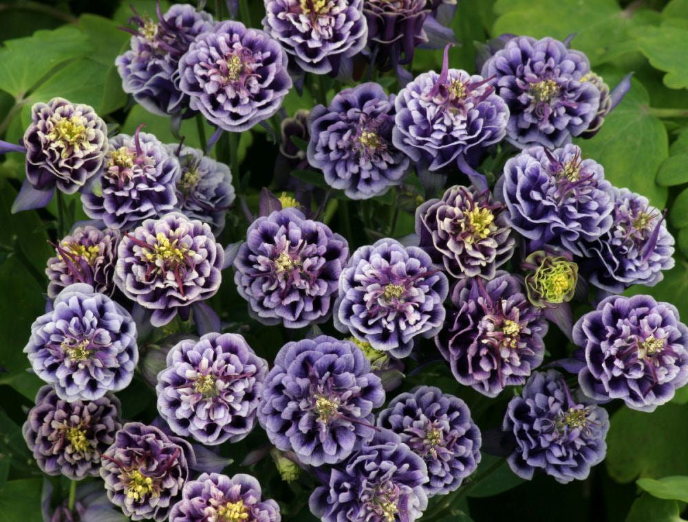 Winky Double Blue &amp; White Columbine (AQUILEGIA WINKY DBL DARK BLUE &amp; WHITE)