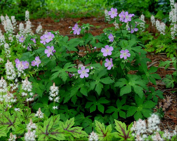 GERANIUM MACULATUM  19CM/G1 AB