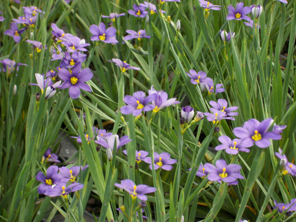 Lucerne Blue Eyed Grass (SISYRINCHIUM LUCERNE) - 1 gallon