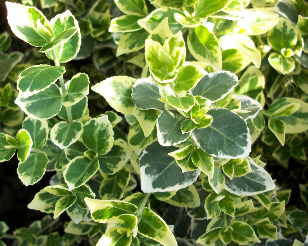Emerald Gaiety™ Euonymus (EUONYMUS FOR. EMERALD GAIETY) - 2 gallon 10&quot;