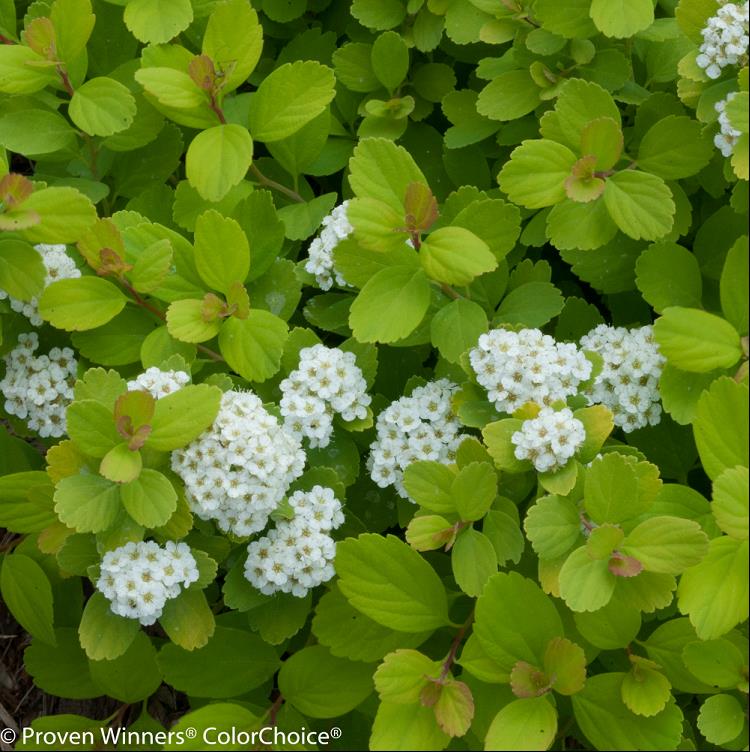 Glow Girl® Birchleaf Spirea (SPIRAEA BET. GLOW GIRL) - 3 gallon 15&quot;