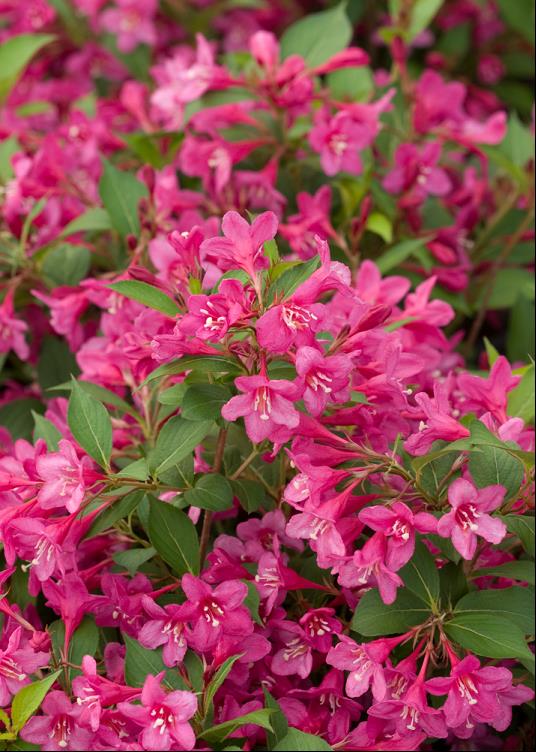 Sonic Bloom® Pink Weigela (WEIGELA SONIC BLOOM® PINK) - 3 gallon 15&quot;