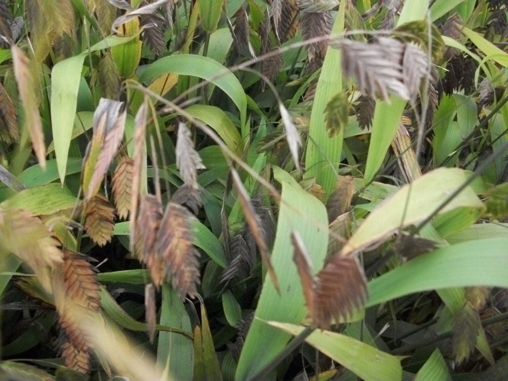 Northern Sea Oats (GRASS - CHAS. LATIFOLIUM) - 1 gallon