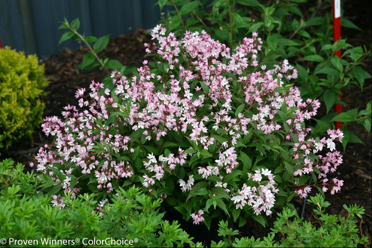 Yuki Cherry Blossom® Deutzia (DEUTZIA YUKI CHERRY BLOSSOM)