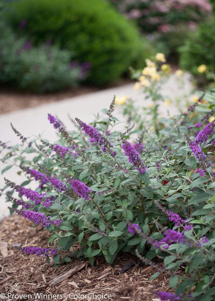 Proven Winner® Color Choice® Lo &amp; Behold® Blue Chip Jr Butterfly Bush (BUDDLEIA ‘BLUE CHIP JR’) - 3 gallon