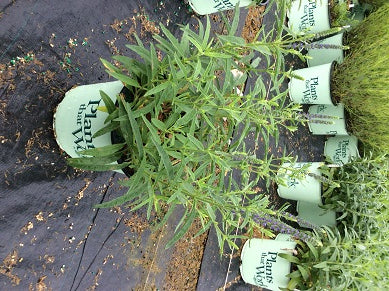 Moody Blues Dark Blue Speedwell (VERONICA DARK BLUE MOODY BLUES) - 1 gallon
