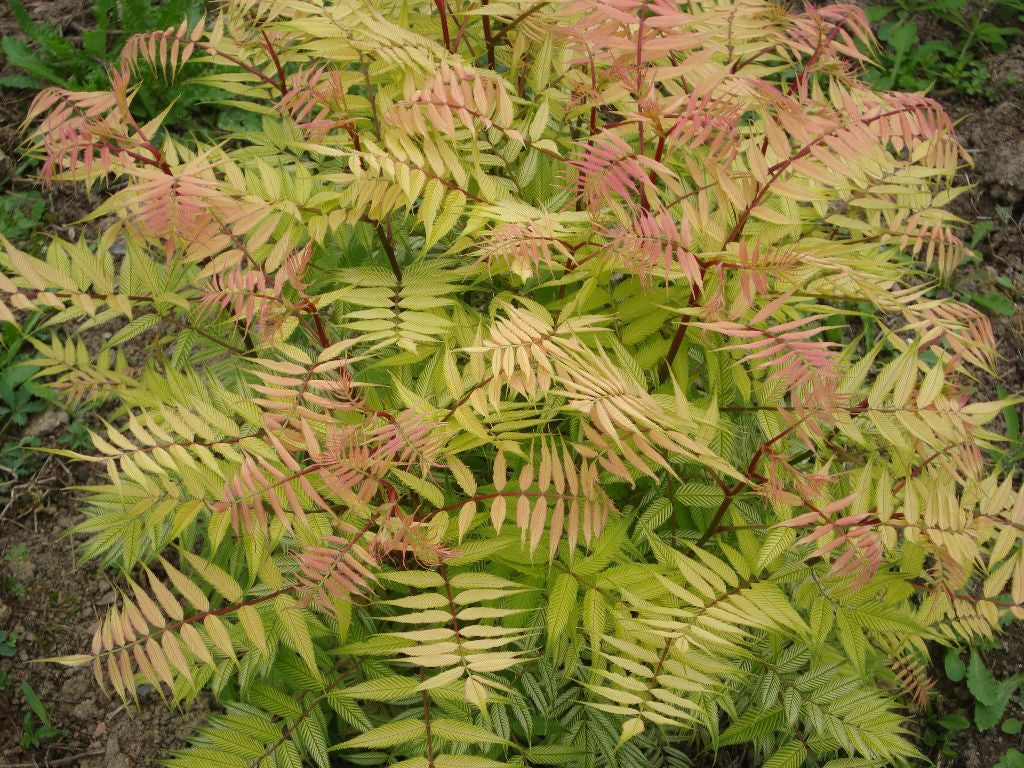 Dwarf Falsespirea (SORBARIA SEM) - 3 gallon 15&quot;