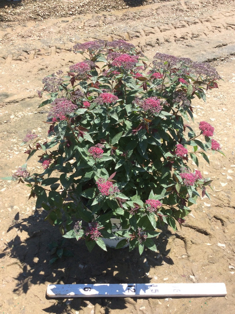 Double Play® Red Spirea (SPIRAEA JAP. DBL PLAY® RED) - 3 gallon 15&quot;