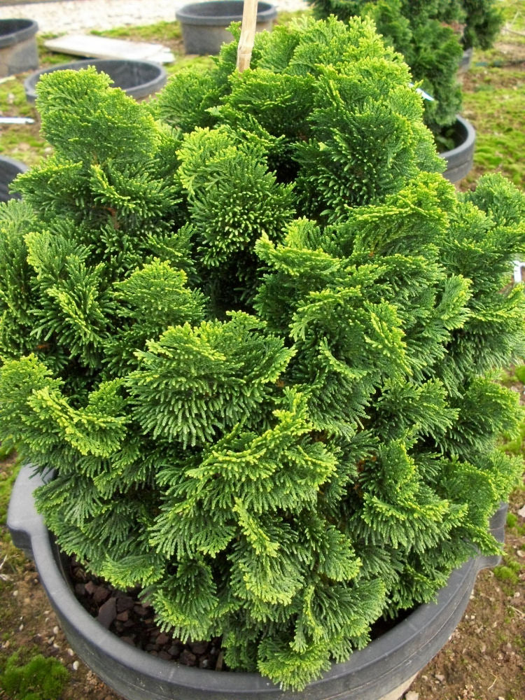 Hinoki False Cypress (CHAM. OBTUSA NANA) - 3 gallon 12&quot;