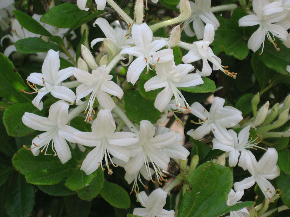 Swamp Azalea (AZALEA VISCOSUM) - 2 gallon 12&quot;