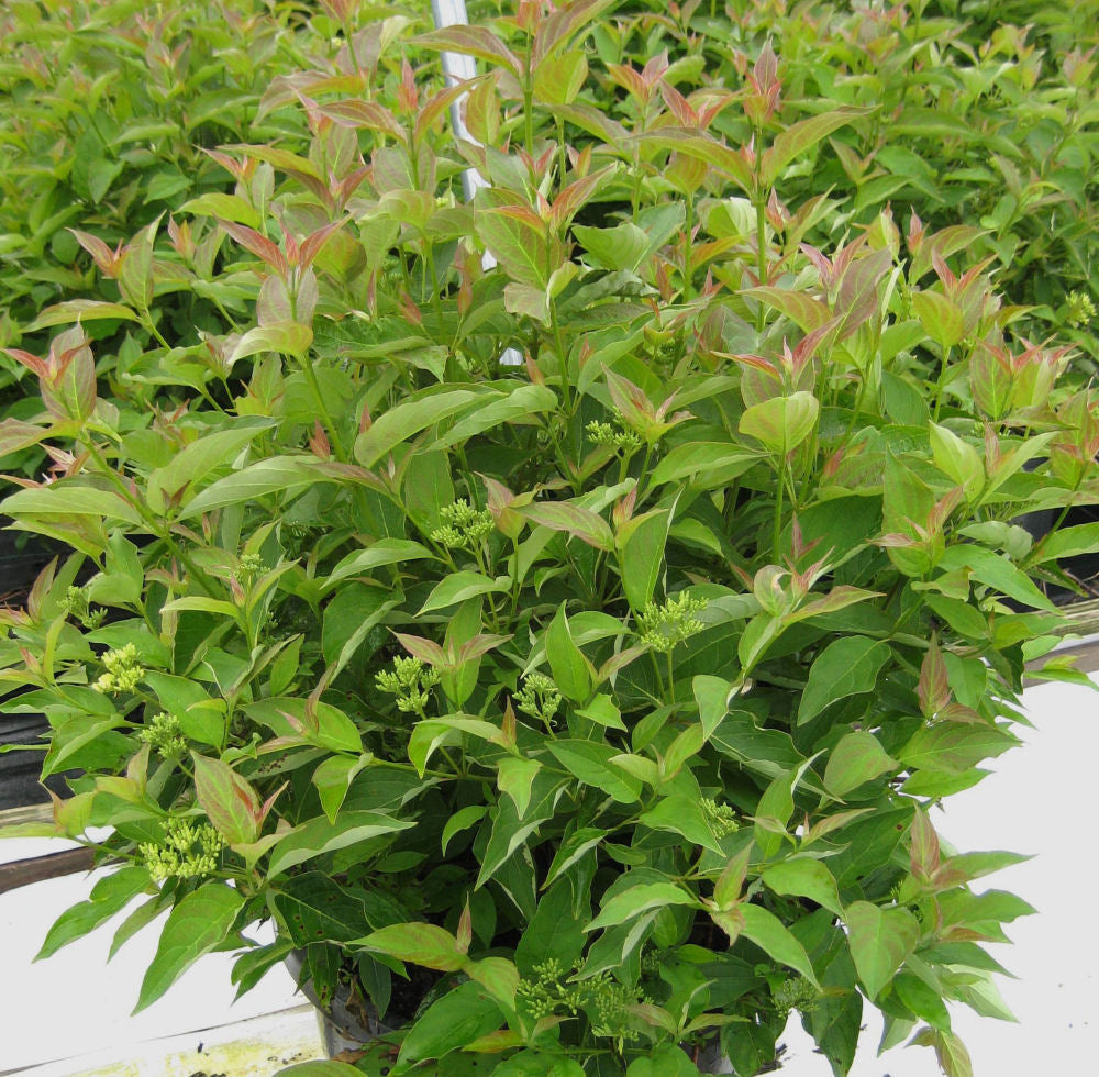 Muskingum® Gray Dogwood (CORNUS RACEMOSA MUSKINGUM) - 3 gallon 15&quot;